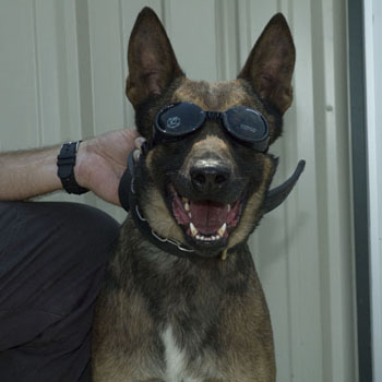 Doggles ILS Lens System