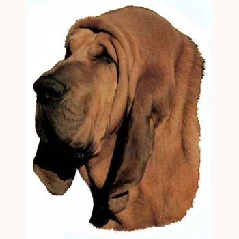 Bloodhound Head Vinyl Decal