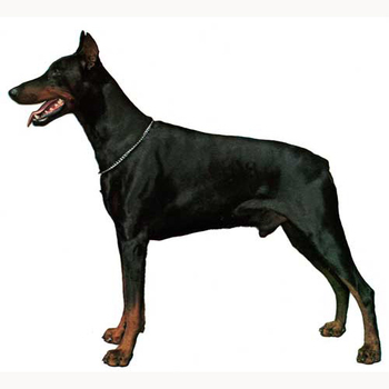 Doberman Full Body Vinyl Decal